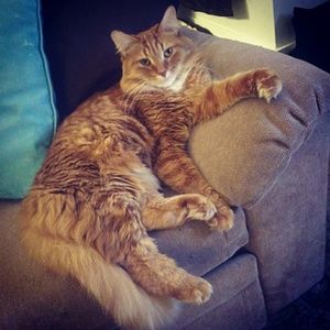 Meet your Posher, Alison